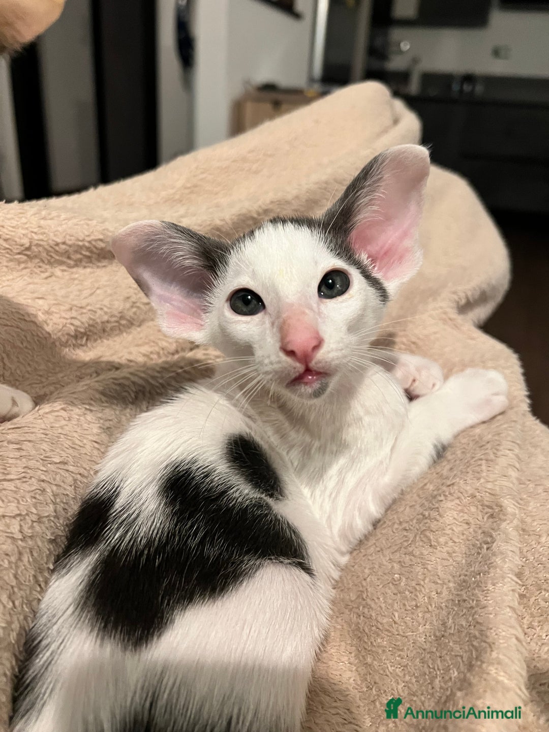 Siamese gatti in vendita: Gatti Orientali - Annuncio 2