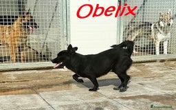 Meticcio cani in regalo: OBELIX 3anni allegro affettuoso! tg piccola a Città Metropolitana di Firenze - Immagine 9