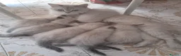 Siberiano gatti in vendita: Cucciolo siberiano neva  - Annuncio 2