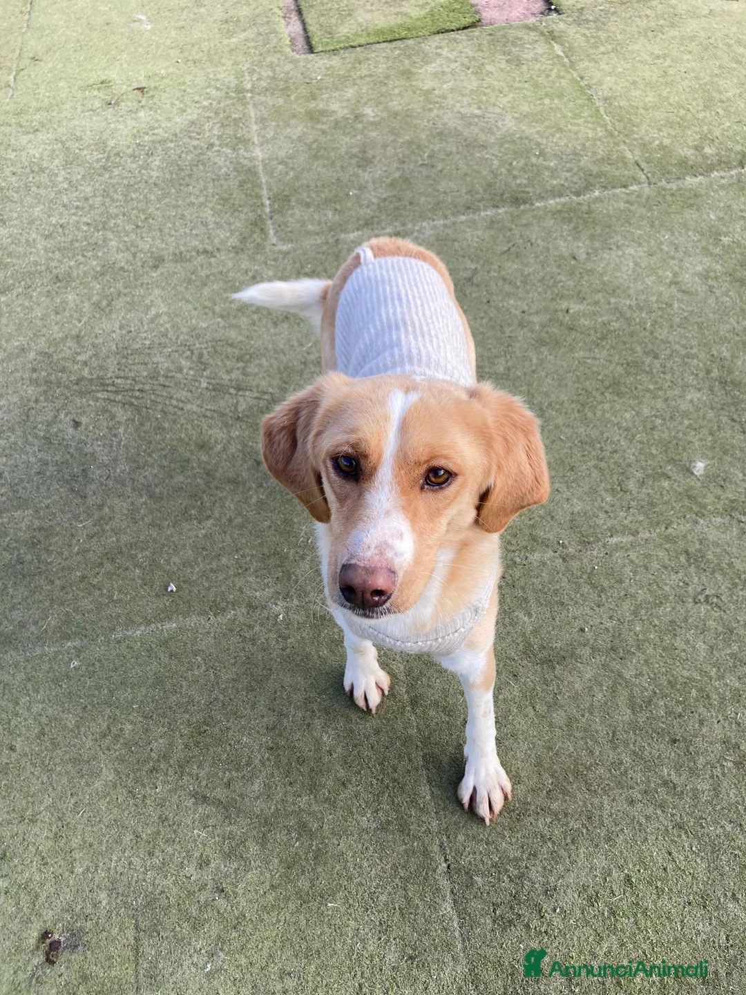 Meticcio cani in regalo: Camilla  - Annuncio 2