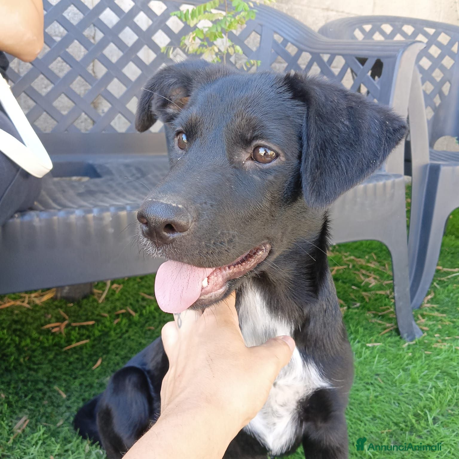 Meticcio cani in regalo:  Kora - Annuncio 2
