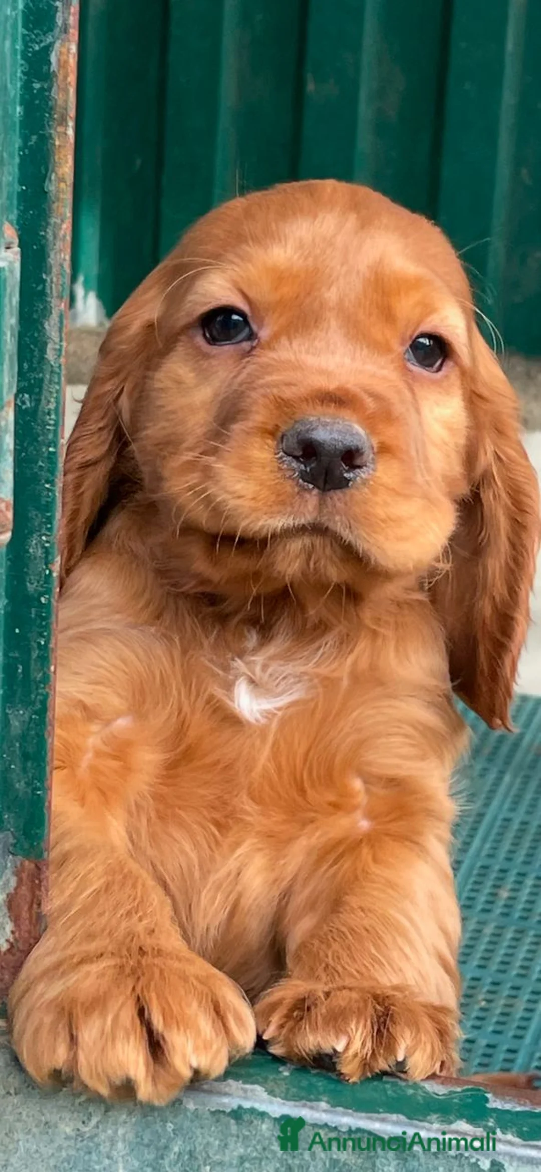 Cocker cani in vendita: COCKER SPANIEL INGLESE - Annuncio 2