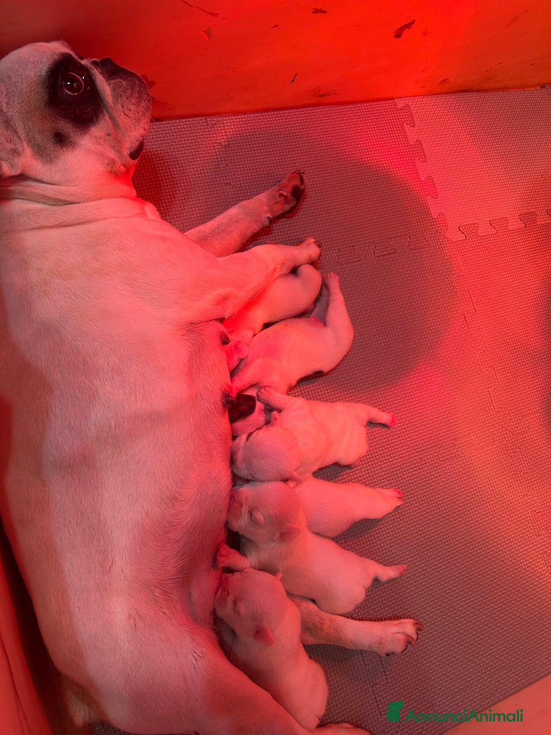 Bulldog Francese cani in vendita: Maschietti di bulldog francese  - Annuncio 3