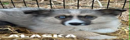 Husky cani in regalo: YUKON & ALASKA, magnifici cuccioli OCCHI BLU! - Annuncio 5