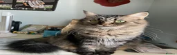 Siberiano gatti in vendita: Gattina Siberiana - Annuncio 5