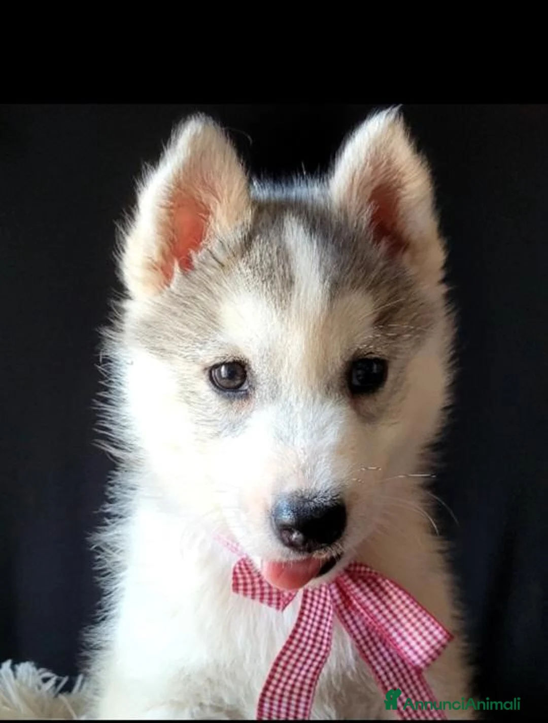 Husky cani in vendita: SIBERIAN HUSKY CUCCIOLATA CON PEDIGREE  - Annuncio 9
