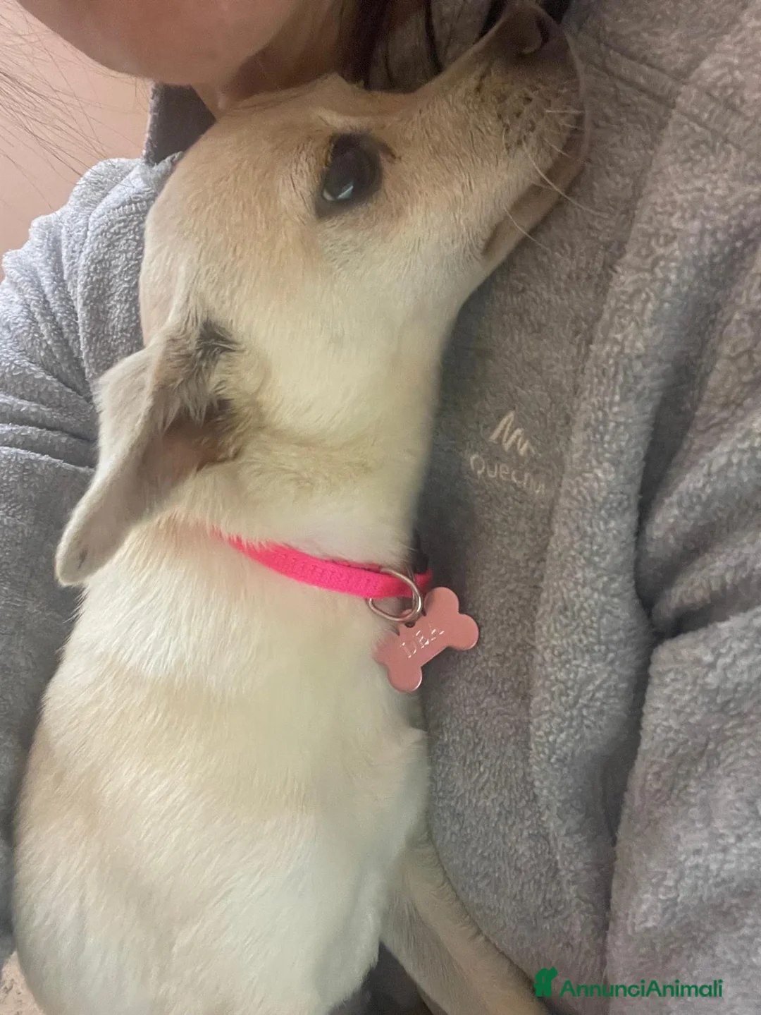 Meticcio cani in regalo: LA PICCOLA DEA a Provincia di Frosinone - Annuncio 1