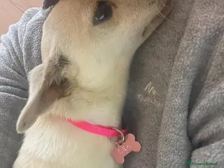 Meticcio cani LA PICCOLA DEA - Annuncio 1