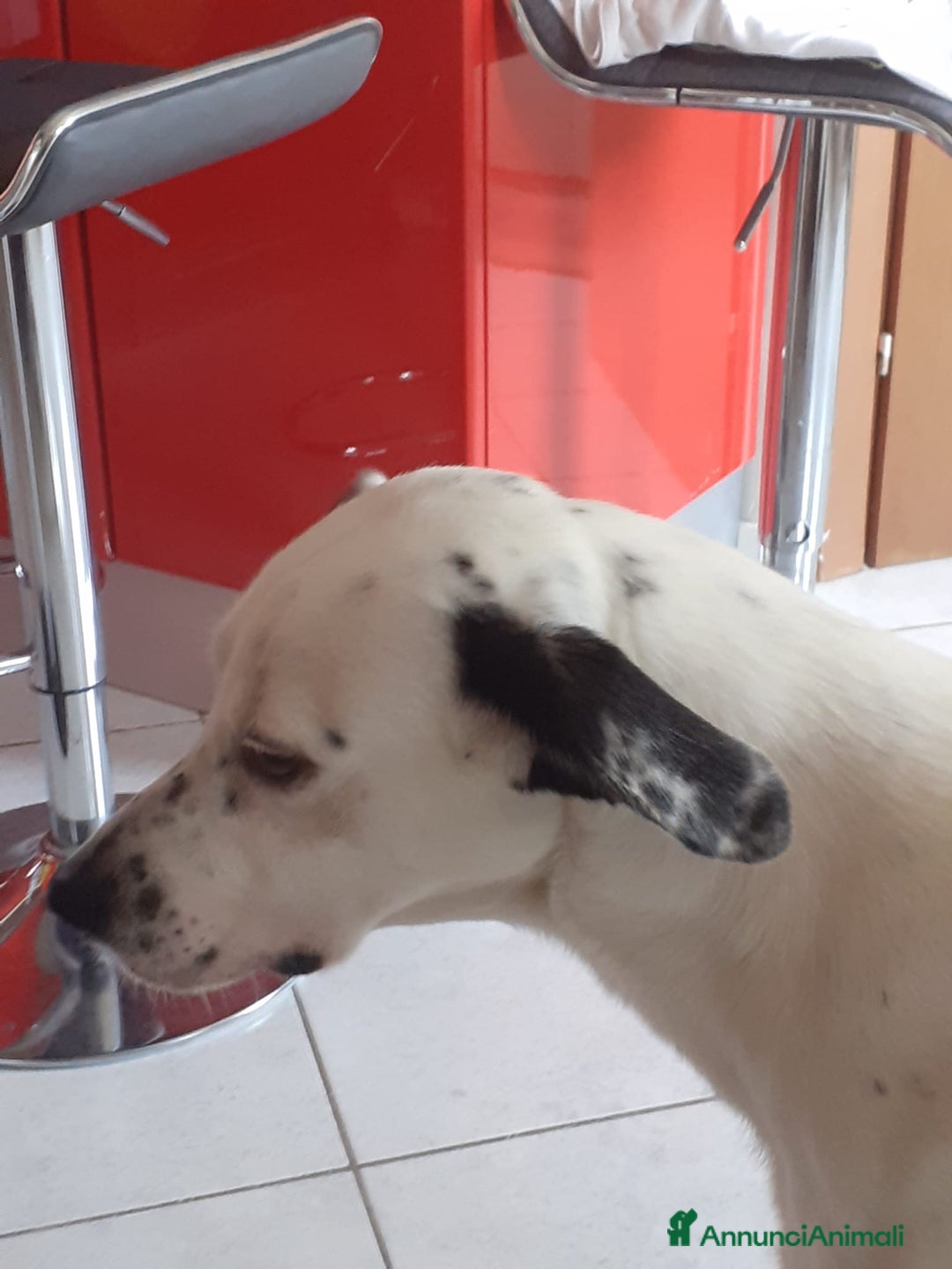 Dalmata cani in regalo: Atlas splendido simil dalmata  - Annuncio 3