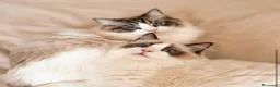 Ragdoll gatti in vendita: Cuccioli Ragdoll Udine - Annuncio 1