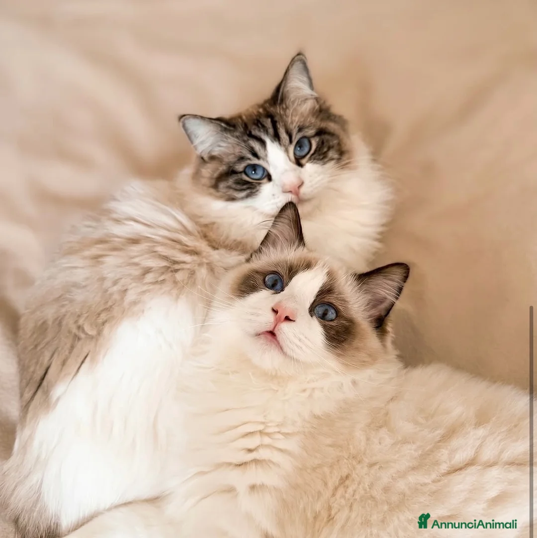 Ragdoll gatti in vendita: Cuccioli Ragdoll Udine - Annuncio 1