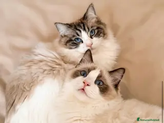 Ragdoll gatti Cuccioli Ragdoll Udine - Annuncio 1