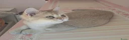 Scottish gatti in vendita: Gattini scottish con pedigree - Annuncio 11