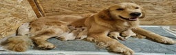Golden Retriever cani in vendita: Bellissimi Golden Retriever a Provincia di Cuneo - Annuncio 2