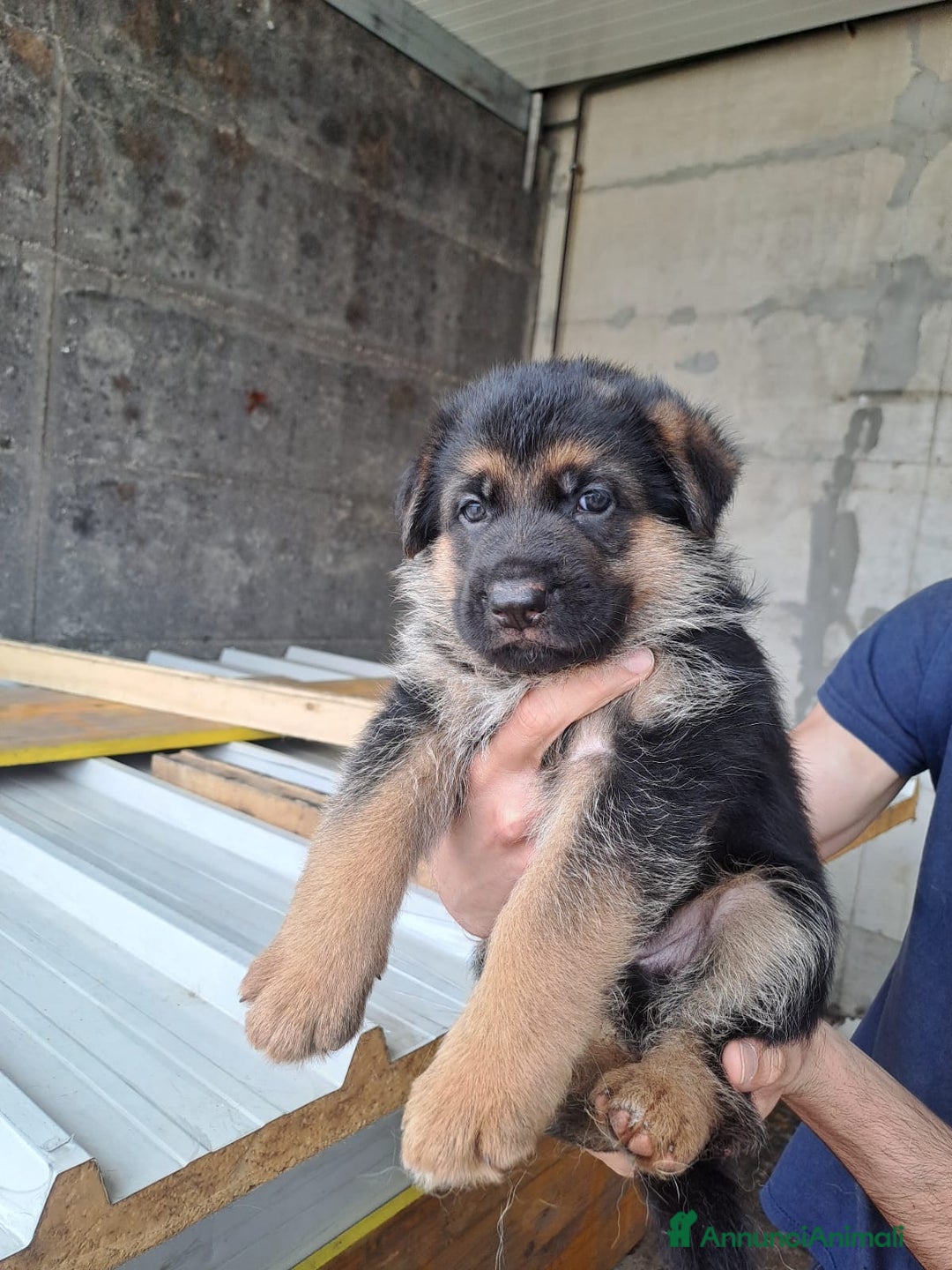 Pastore Tedesco cani in vendita: CUCCIOLI PASTORE TEDESCO a Provincia di Bergamo - Immagine 2