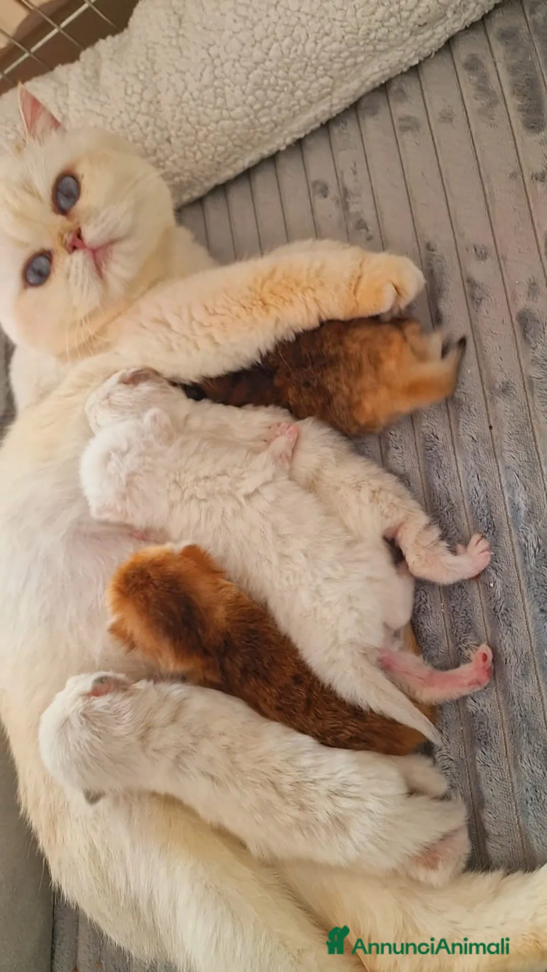 Scottish gatti in vendita: Scottish Fold  - Annuncio 2