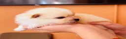 Volpino Pomerania cani in vendita: Volpino di Pomerania  - Annuncio 10