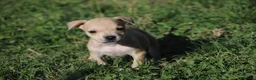 Pitbull cani in vendita: Cuccioli Pit Bull con Pedigree anche a rate - Annuncio 40