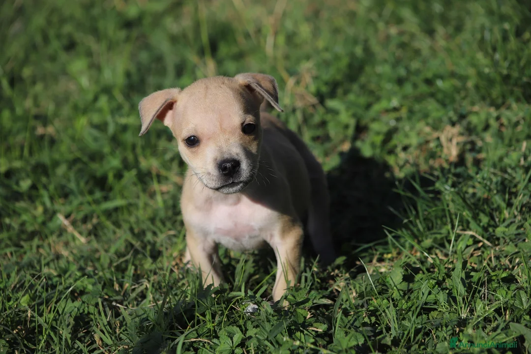 Pitbull cani in vendita: Cuccioli Pit Bull con Pedigree anche a rate - Annuncio 40