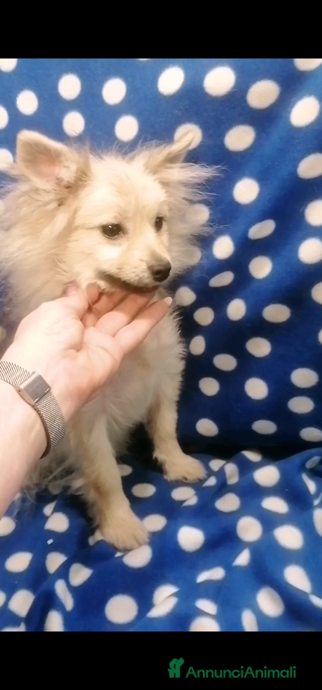 Volpino Pomerania cani in vendita: Volpino nano cucciolo maschio - Annuncio 2