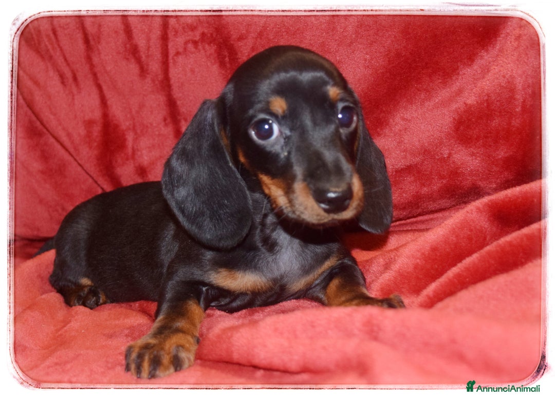 Bassotto cani in vendita: Bassotti pelo corto  - Annuncio 2