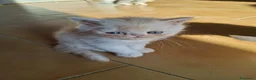 Exotic Shorthair gatti in vendita: Exotic shorthair maschietto - Annuncio 4
