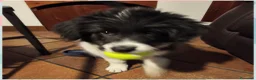 Meticcio cani in vendita: cuccioli su prenotazione - Annuncio 5