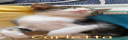 Europeo gatti in regalo: CARLETTA GATTINA DOLCISSIMA PELO LUNGO  - Annuncio 3
