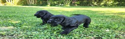 Cocker cani in vendita: Cuccioli di Cocker - Annuncio 10