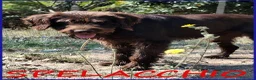 Meticcio cani in regalo: SPELACCHIO ha perso tutto.... - Annuncio 4