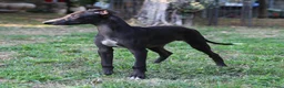 Whippet cani in vendita: Cucciolo maschio - Annuncio 2