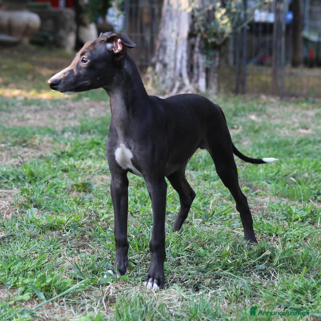Whippet cani in vendita: Cucciolo maschio - Annuncio 2