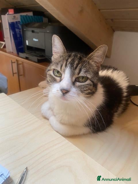 Meticcio gatti Gatto adulto - Annuncio 3