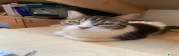 Meticcio gatti in regalo: Gatto adulto a Provincia di Alessandria - Annuncio 1