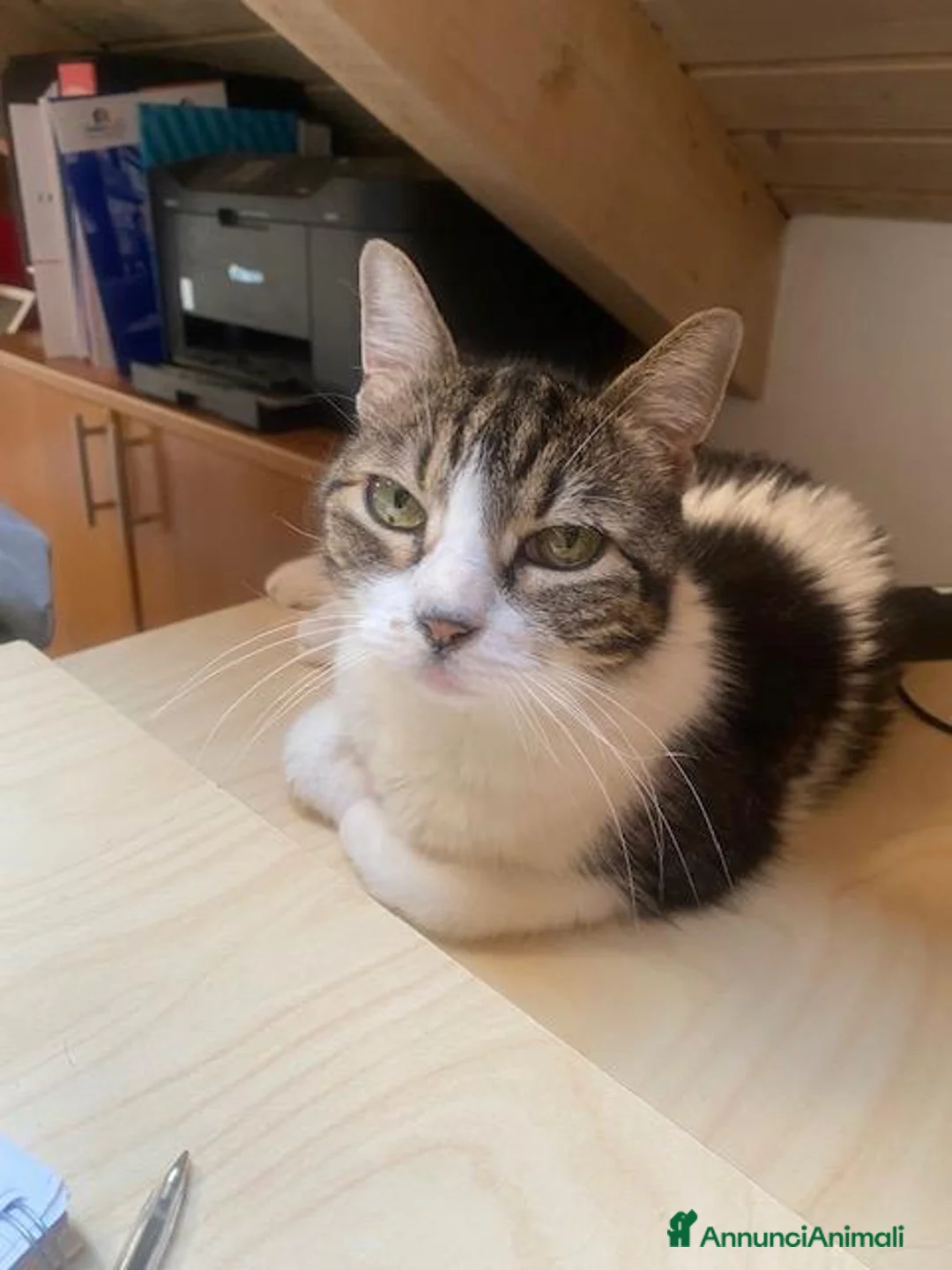 Meticcio gatti in regalo: Gatto adulto a Provincia di Alessandria - Annuncio 1