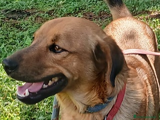 Meticcio cani ERNESTO ASPETTA LA SUA MAMMA E IL SUO PAPA' - Annuncio 1