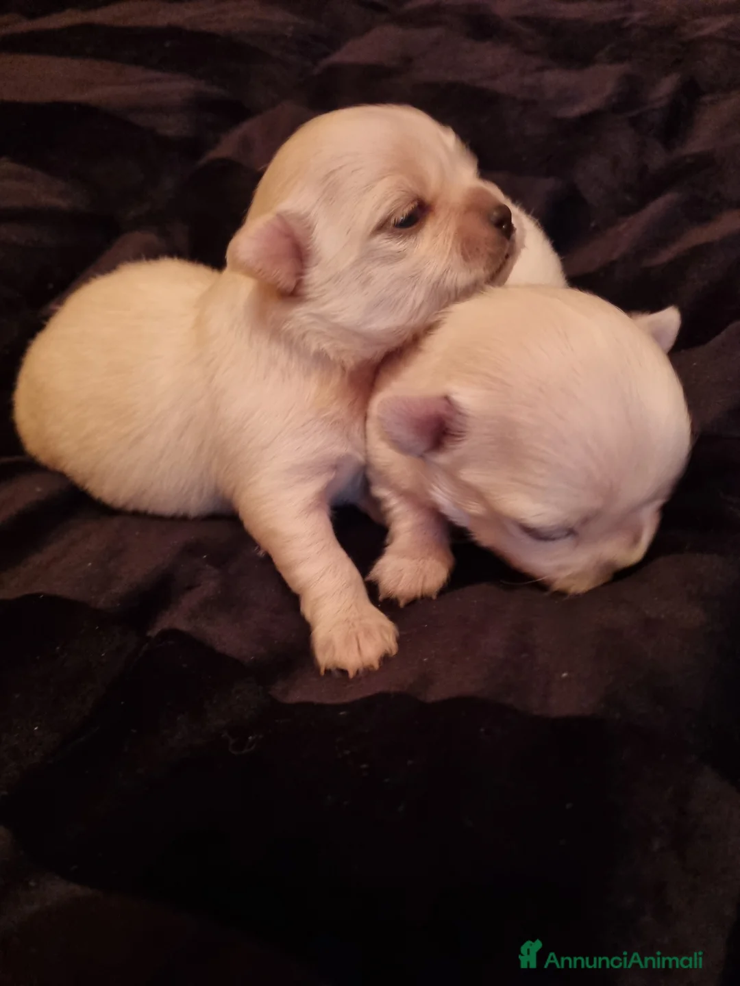 Chihuahua cani in vendita: Cuccioli di chihuahua piccolissimi  - Annuncio 4