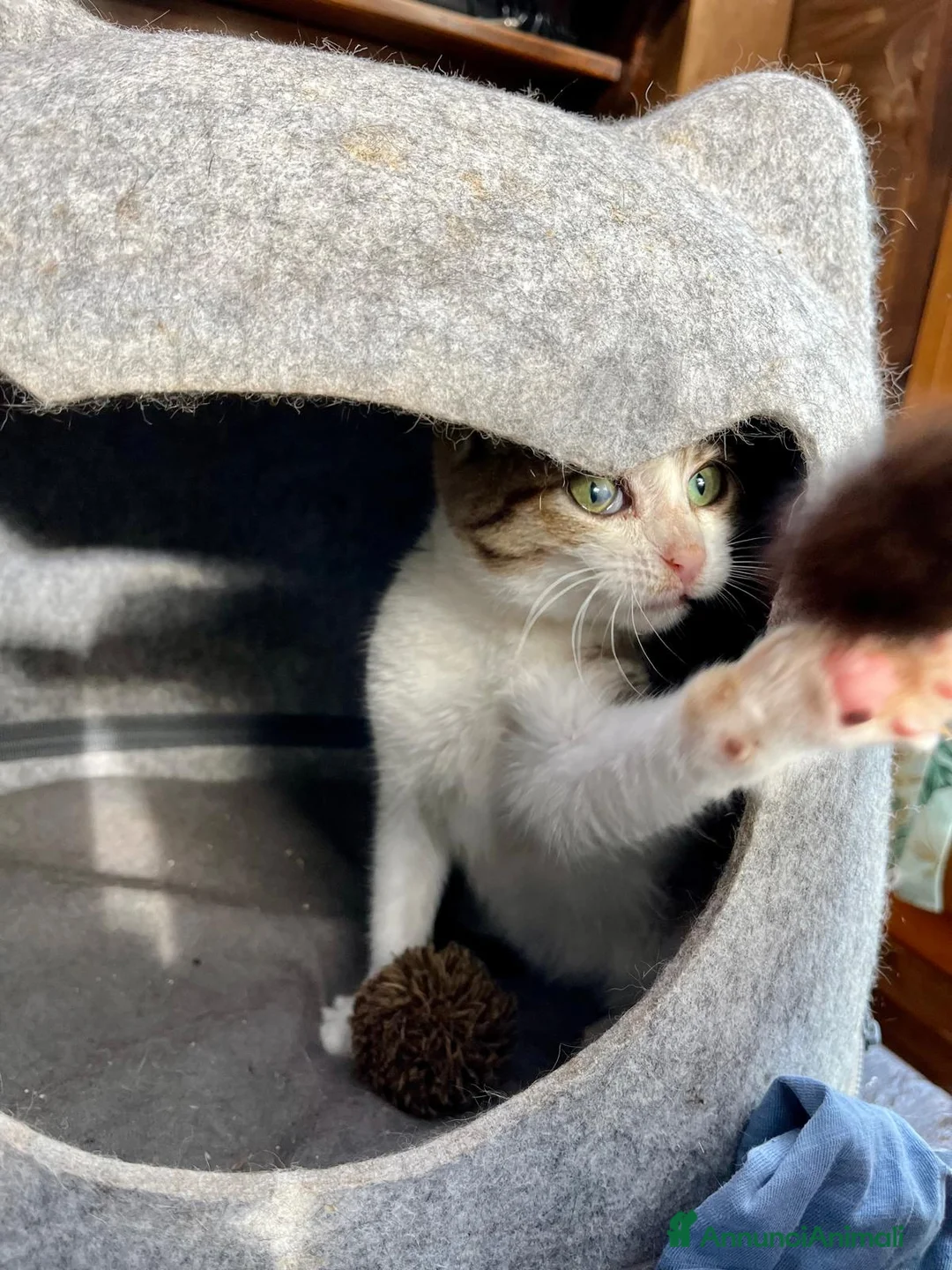 Europeo gatti in regalo: Gattina dolcissima 3 mesi - Annuncio 2