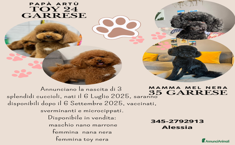Barboncino cani a Città Metropolitana di Torino - Annuncio 17
