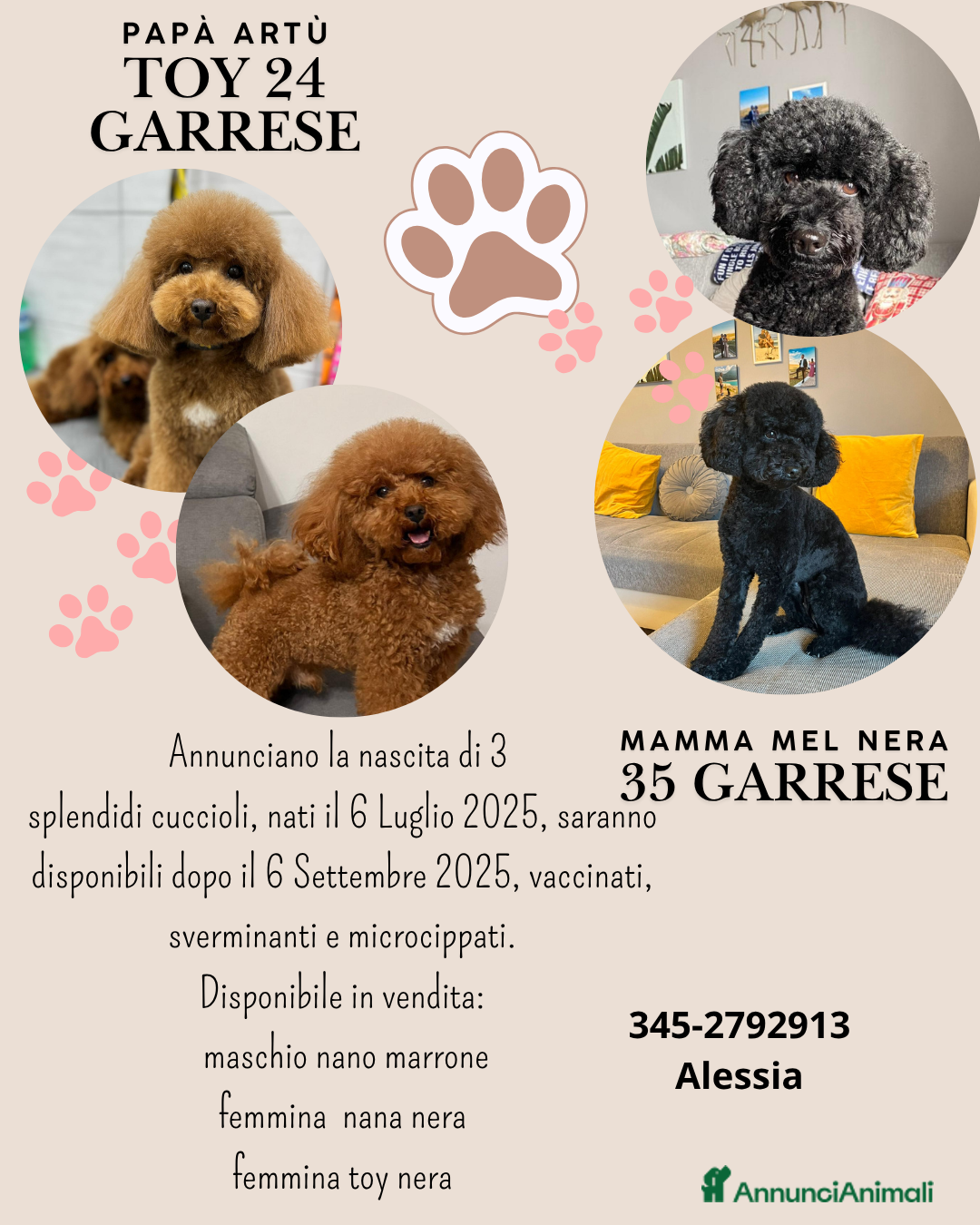 Barboncino cani in vendita: vendita di barboncini a Città Metropolitana di Torino - Immagine 1