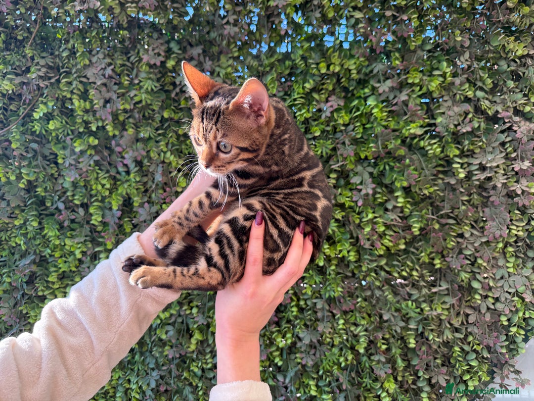 Bengala gatti in vendita: Gattina bengala brown spotted tabby  - Annuncio 19