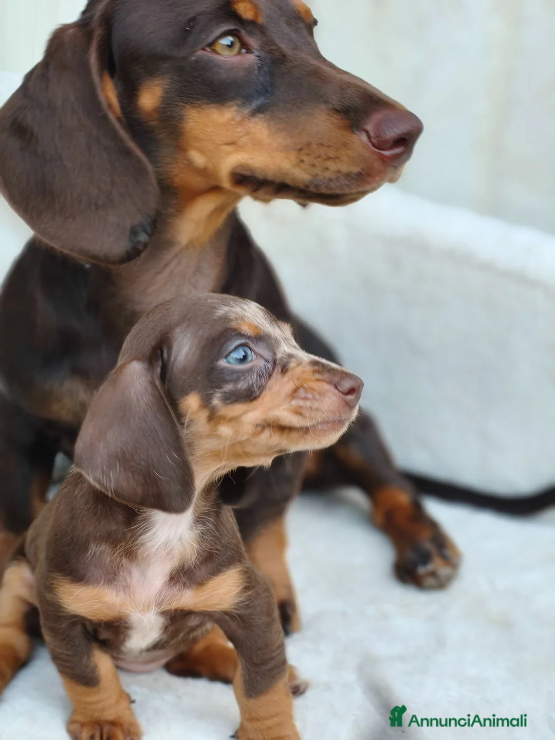 Bassotto cani in vendita: Bassotti cuccioli  - Annuncio 8