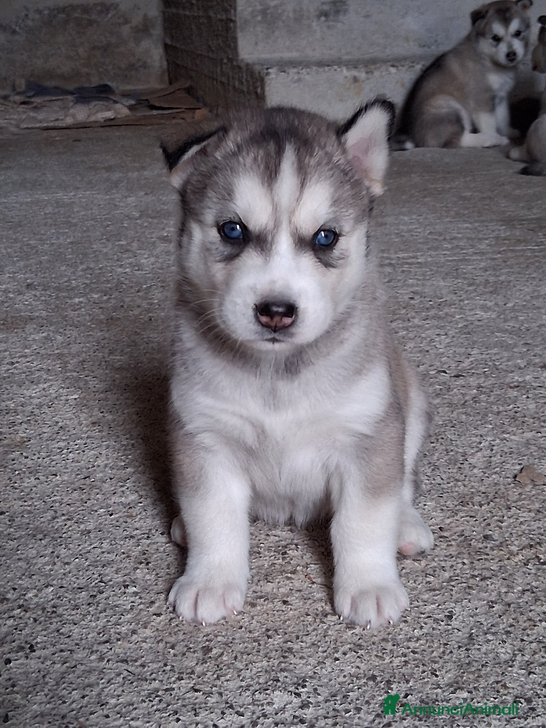 Husky cani in vendita: Disponibili 2 cucciole di husky siberiano - Annuncio 2
