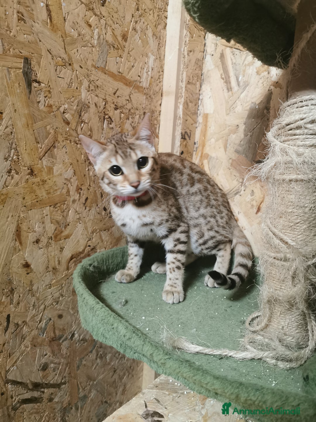 Bengala gatti in vendita: Gattini bengal wild - Annuncio 3