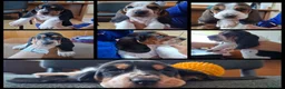 Bassethound cani in vendita: Cucciolata Bassethound  a Città metropolitana di Milano - Annuncio 2