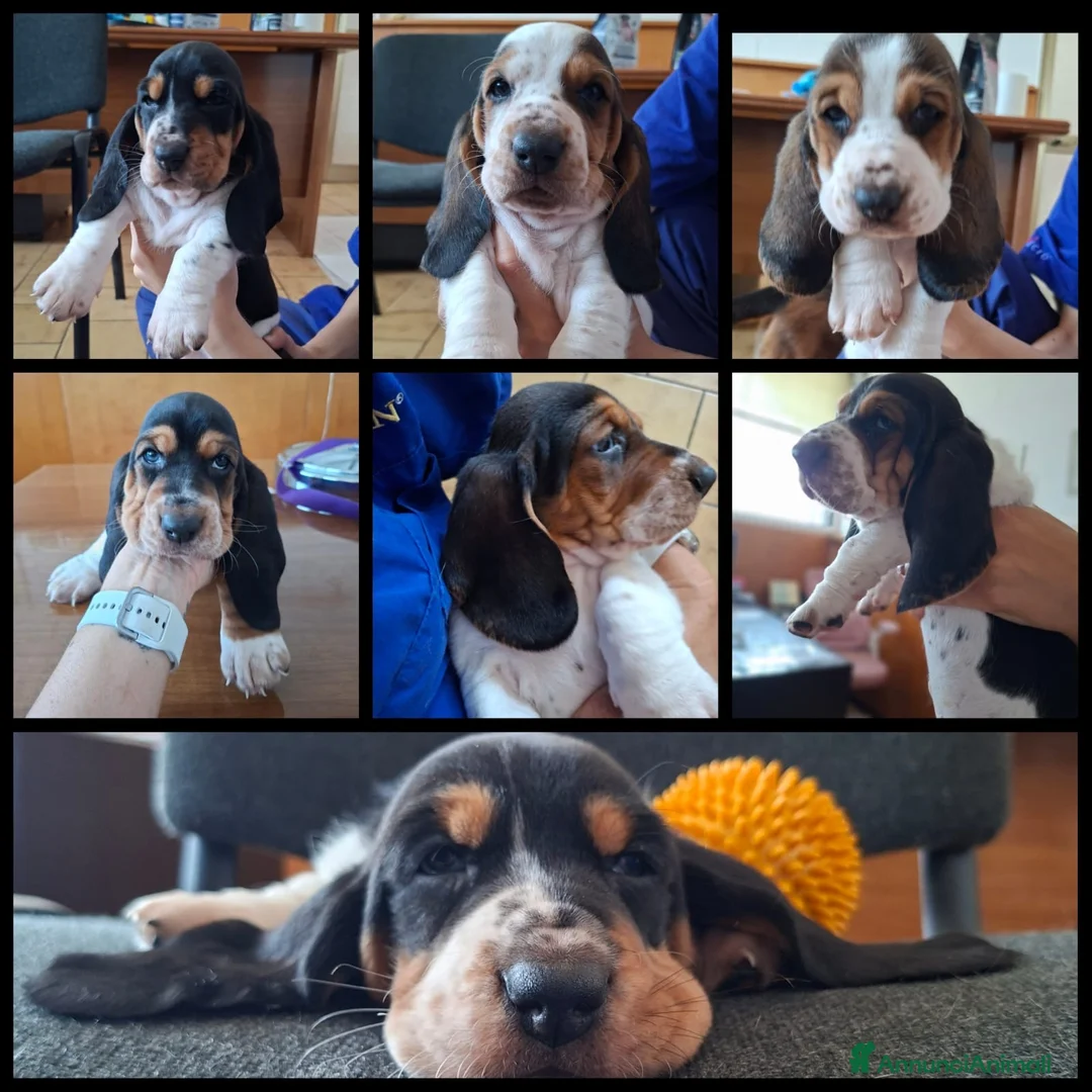 Bassethound cani in vendita: Cucciolata Bassethound  a Città metropolitana di Milano - Annuncio 2