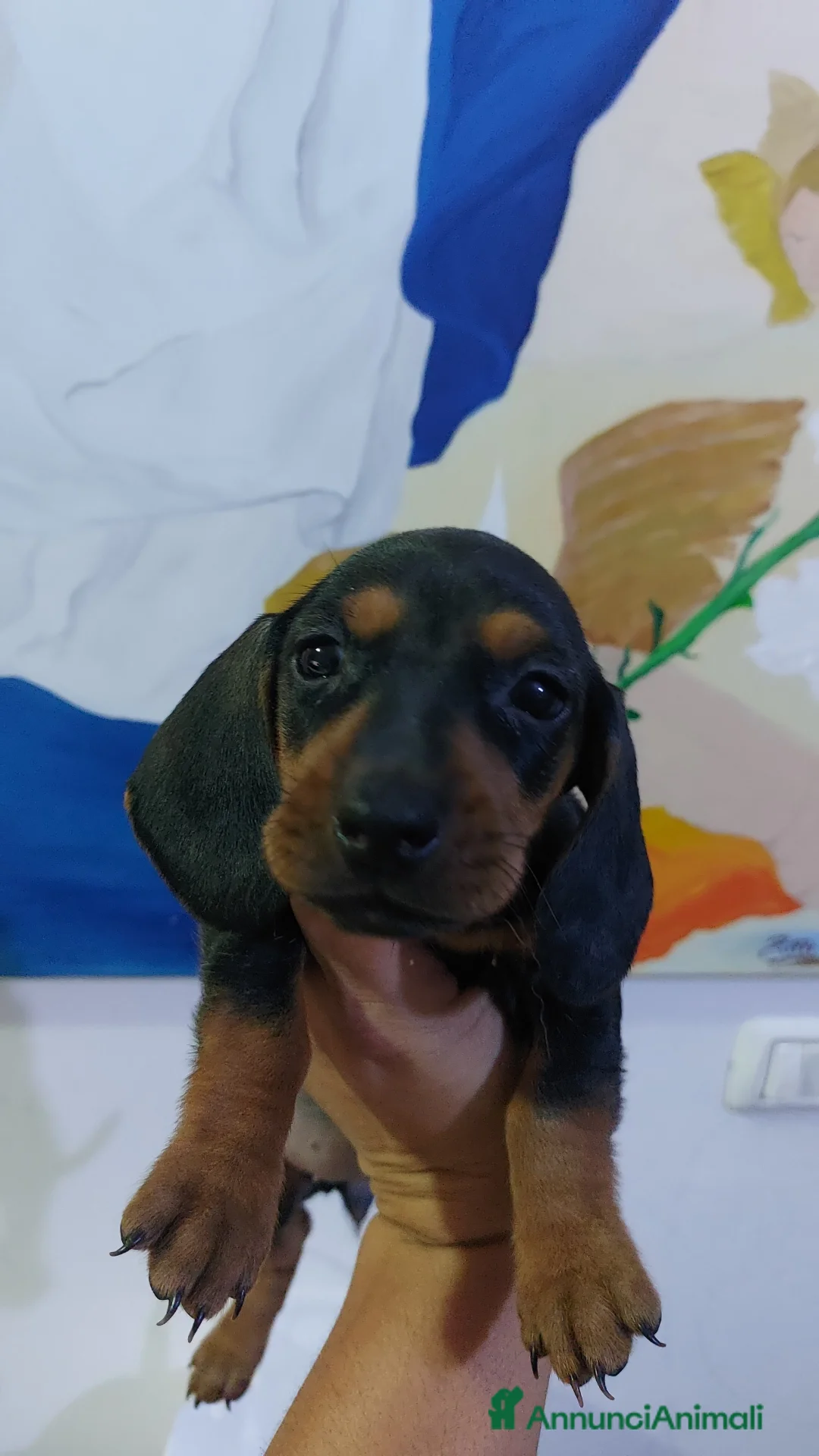 Bassotto cani in vendita: Bassotto nano kaninchen  - Annuncio 5