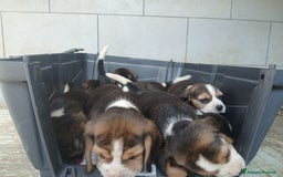 Beagle cani in vendita: BEAGLE CUCCIOLI a Province of Vercelli - Immagine 2