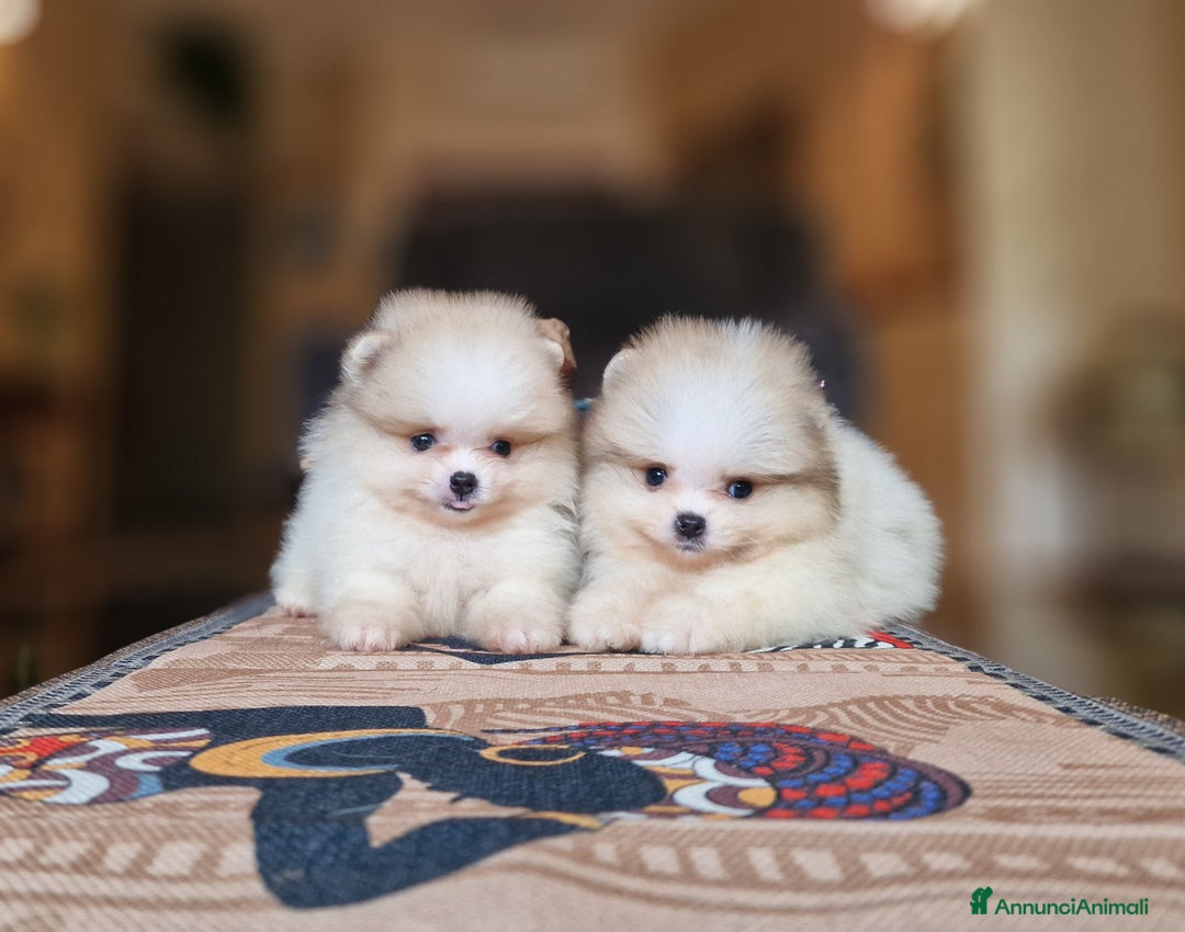 Spitz cani in vendita: Spitz tedesco NANO Pomerania  - Annuncio 9