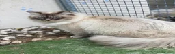 Siberiano gatti in vendita: gattine siberiane ipoallergiche - Annuncio 8